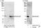 Minichromosome Maintenance Complex Binding Protein antibody, A303-477A, Bethyl Labs, Immunoprecipitation image 