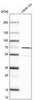 Mitochondrial Rho GTPase 1 antibody, MA5-24622, Invitrogen Antibodies, Western Blot image 