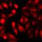 ARRB2 antibody, LS-C667718, Lifespan Biosciences, Immunofluorescence image 
