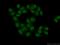 Chromosome 7 Open Reading Frame 50 antibody, 20797-1-AP, Proteintech Group, Immunofluorescence image 