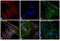 Rabbit IgG antibody, A27040, Invitrogen Antibodies, Immunofluorescence image 