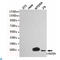 Lin-28 Homolog A antibody, LS-C813038, Lifespan Biosciences, Western Blot image 