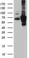 Interferon Regulatory Factor 2 Binding Protein 1 antibody, CF811713, Origene, Western Blot image 