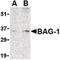 BCL2 Associated Athanogene 1 antibody, PA5-20267, Invitrogen Antibodies, Western Blot image 