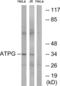 ATP Synthase F1 Subunit Gamma antibody, LS-C119752, Lifespan Biosciences, Western Blot image 