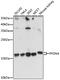 Prefoldin subunit 4 antibody, 15-973, ProSci, Western Blot image 