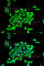 TNF Receptor Associated Protein 1 antibody, A2748, ABclonal Technology, Immunofluorescence image 