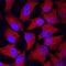 Folate Receptor Alpha antibody, AF6936, R&D Systems, Immunocytochemistry image 