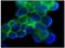 Integrin Subunit Alpha 6 antibody, BM6027P, Origene, Immunofluorescence image 