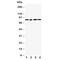 HMMR antibody, R30670, NSJ Bioreagents, Western Blot image 