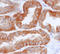Parathyroid Hormone 1 Receptor antibody, AF5709, R&D Systems, Immunohistochemistry frozen image 