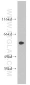 Dopamine Receptor D2 antibody, 55084-1-AP, Proteintech Group, Western Blot image 