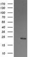 Ras-related protein Ral-B antibody, TA505880AM, Origene, Western Blot image 