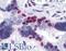 Musashi RNA Binding Protein 1 antibody, LS-B4373, Lifespan Biosciences, Immunohistochemistry frozen image 