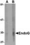 Endonuclease G, mitochondrial antibody, orb75863, Biorbyt, Western Blot image 