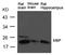 Maltose Binding Protein antibody, orb69613, Biorbyt, Western Blot image 