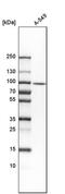 HEAT repeat-containing protein 2 antibody, PA5-54167, Invitrogen Antibodies, Western Blot image 