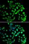 COP9 signalosome complex subunit 1 antibody, orb247675, Biorbyt, Immunofluorescence image 