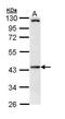 IFT57 antibody, GTX111125, GeneTex, Western Blot image 