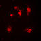 S-Phase Kinase Associated Protein 2 antibody, LS-C352844, Lifespan Biosciences, Immunofluorescence image 
