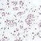 HAUSP antibody, A700-072, Bethyl Labs, Immunocytochemistry image 