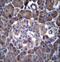 CDKN2A antibody, LS-C164218, Lifespan Biosciences, Immunohistochemistry frozen image 