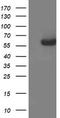 AP2M1 antibody, CF503018, Origene, Western Blot image 