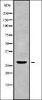 Complement C1q Like 3 antibody, orb338204, Biorbyt, Western Blot image 