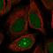Jerky protein antibody, HPA052675, Atlas Antibodies, Immunofluorescence image 