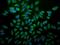 KDEL  antibody, NBP2-12888, Novus Biologicals, Immunofluorescence image 