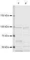 CD248 Molecule antibody, PA5-19766, Invitrogen Antibodies, Western Blot image 