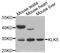 Kallikrein Related Peptidase 5 antibody, MBS126290, MyBioSource, Western Blot image 