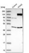 DNA replication licensing factor MCM2 antibody, NBP2-33953, Novus Biologicals, Western Blot image 