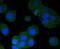 PKR2 antibody, NBP2-67571, Novus Biologicals, Immunofluorescence image 
