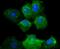 Integrin Subunit Alpha 2 antibody, A01933-1, Boster Biological Technology, Immunocytochemistry image 
