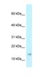 Ribonuclease P/MRP Subunit P21 antibody, orb326403, Biorbyt, Western Blot image 