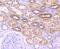 Xanthine Dehydrogenase antibody, NBP2-75716, Novus Biologicals, Immunohistochemistry paraffin image 