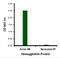 Avian Influenza Hemagglutinin 3 antibody, 3911, ProSci, Western Blot image 