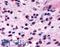 CD294 antibody, LS-A3530, Lifespan Biosciences, Immunohistochemistry frozen image 