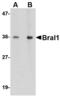 Hyaluronan and proteoglycan link protein 2 antibody, MBS151559, MyBioSource, Western Blot image 