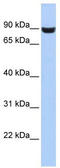 Leucine Rich Repeat And Fibronectin Type III Domain Containing 5 antibody, TA338854, Origene, Western Blot image 