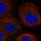 Ephrin-A5 antibody, HPA054047, Atlas Antibodies, Immunofluorescence image 