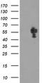 Non-POU Domain Containing Octamer Binding antibody, CF504829, Origene, Western Blot image 