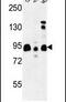 SH3 Domain GRB2 Like Endophilin Interacting Protein 1 antibody, PA5-26562, Invitrogen Antibodies, Western Blot image 
