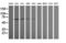 Tripartite Motif Containing 38 antibody, TA505960, Origene, Western Blot image 