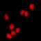 Ring Finger Protein 2 antibody, orb340941, Biorbyt, Immunofluorescence image 