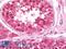 PHD Finger Protein 7 antibody, LS-B11090, Lifespan Biosciences, Immunohistochemistry frozen image 