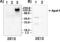 APAF antibody, ALX-804-348-C100, Enzo Life Sciences, Western Blot image 