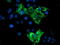 Zinc Finger BED-Type Containing 1 antibody, M11133-1, Boster Biological Technology, Immunofluorescence image 