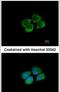 Prolyl-TRNA Synthetase 2, Mitochondrial antibody, PA5-31716, Invitrogen Antibodies, Immunofluorescence image 
